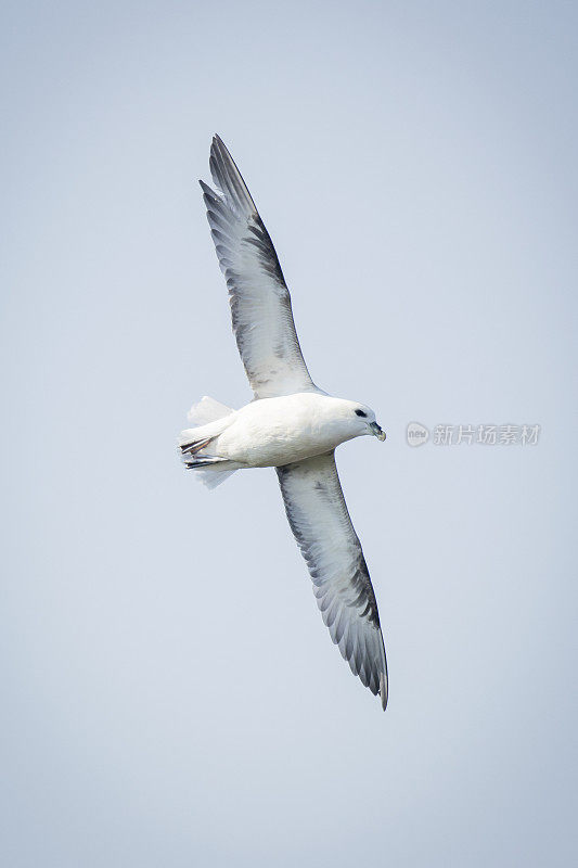 管鼻藿(Fulmarus glacialis)